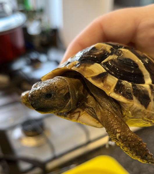 Autistic women assemble!