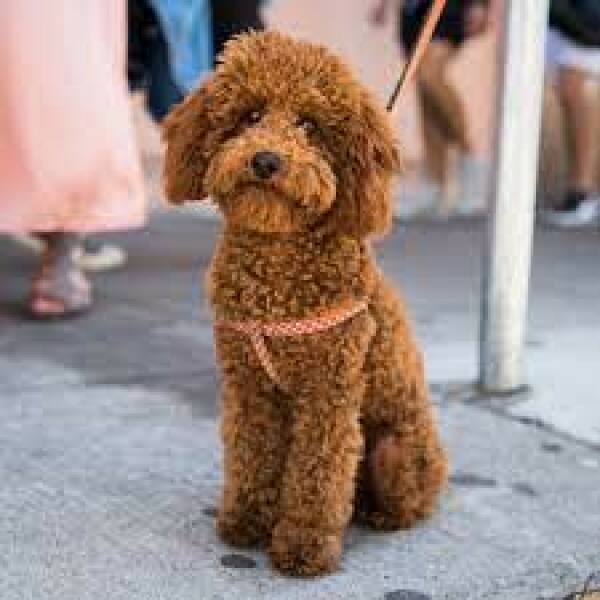 Dog recommendations 