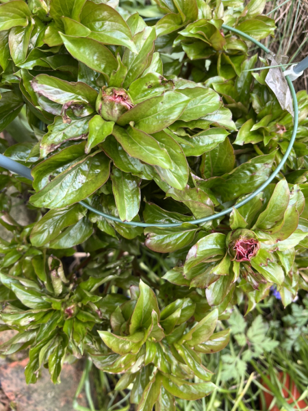 Have your peonies sprouted yet?