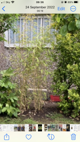 Overheard a rant on the bus.What ‘bastard’ things will you not have in your garden.