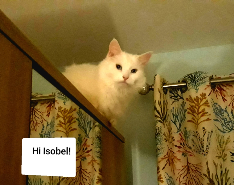 Cat owners: what do I need to know? 