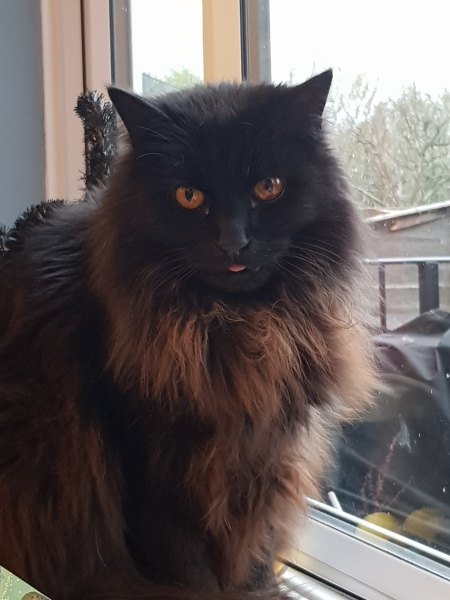 Thug cat part 5 - For he will not do destruction, if he is well-fed, neither will he spit without provocation.