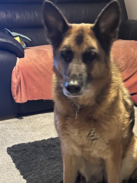 Would you give away your pet for a million pounds?