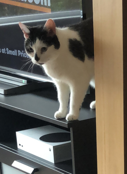 White cats, or any cats, really...