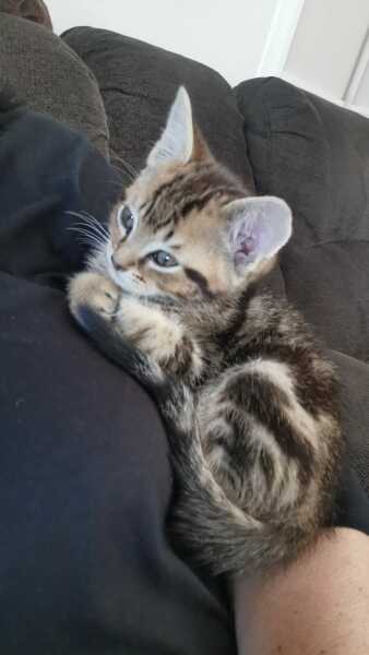 Urgent - kitten crying 🐈