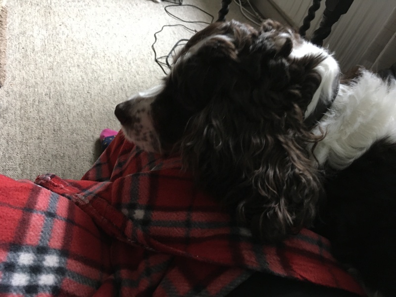 My dog is sprawled across me asleep.  I have needed a wee for over an hour but don’t want to disturb me.  Anyone relate? Pic included! 