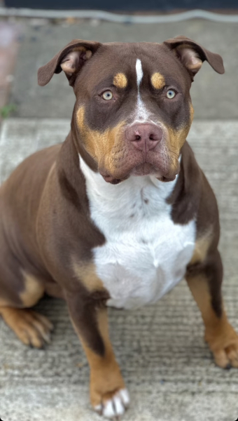 Something needs to be done about unleashed pitbulls/ XL bullys