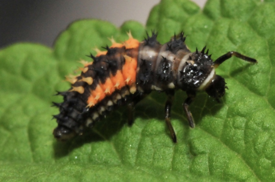 What is this on my roses?