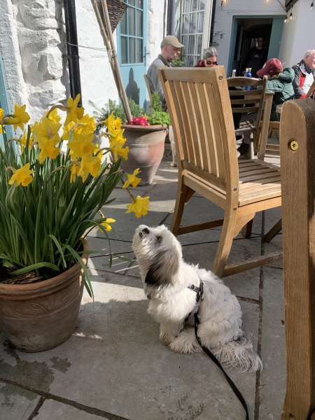 Puppy Survival Thread - as we approach Fireworks night for the first time…
