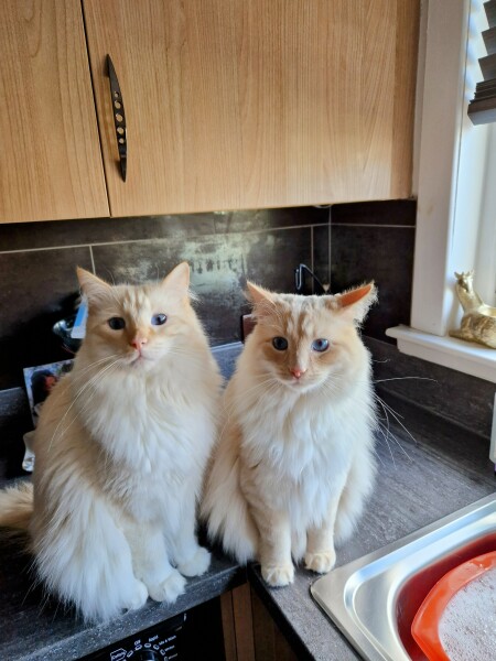 White cats, or any cats, really...