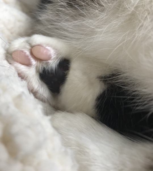 Toe Beans 