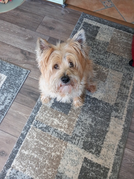 Can we share dog pictures?