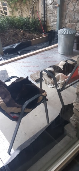 How many black cats...