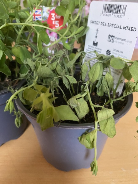 What's happened to my sweet peas?