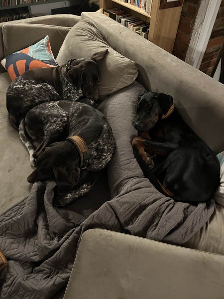 Can we share dog pictures?