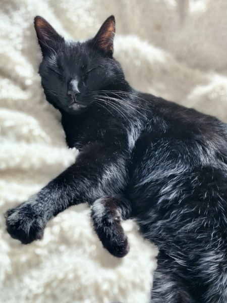 Advice for new cat mum please
