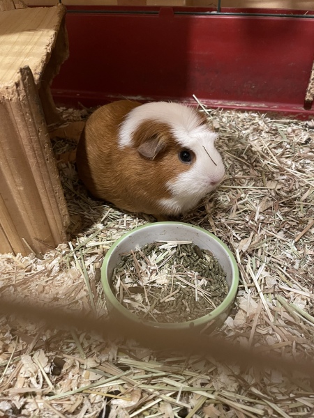 A genuine Guinea pig thread!!! 