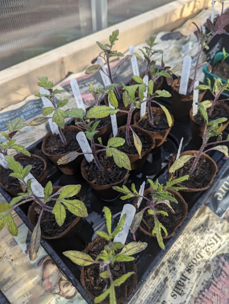 Tomatoe plants look purple??? 