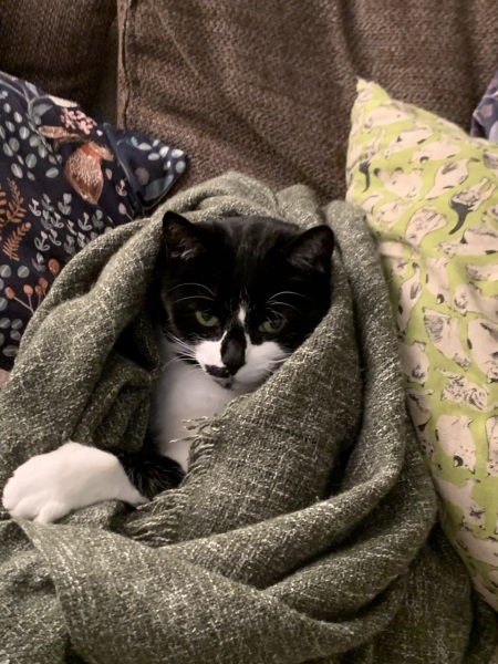 Silver kitten - name