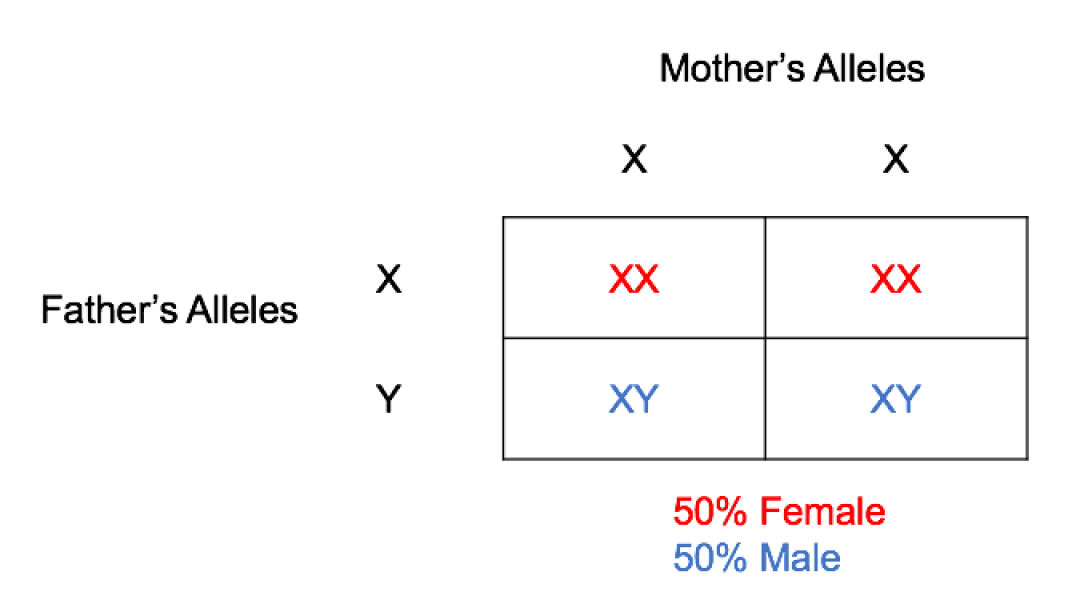 to point out that one Y chromosome does not make you a male