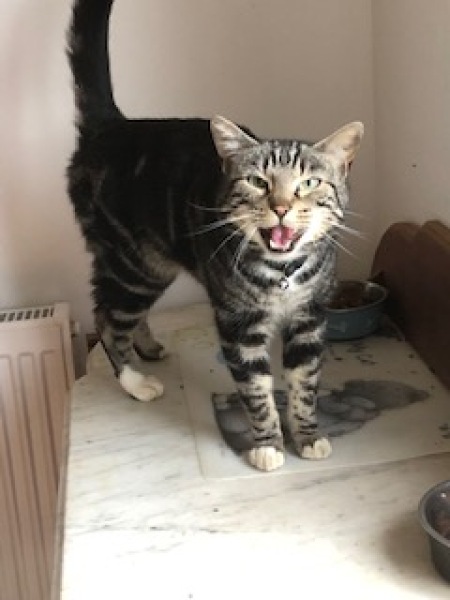 I told my cat a joke and this is how much she enjoyed it ...