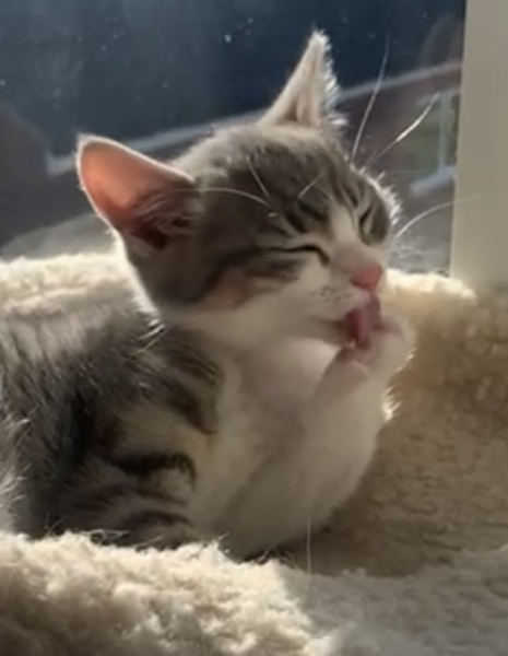 Silver kitten - name