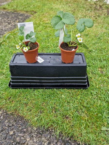 First time grower needing some help please! 