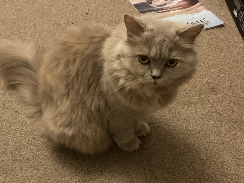 What was this breed of cat?