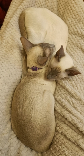 White cats, or any cats, really...