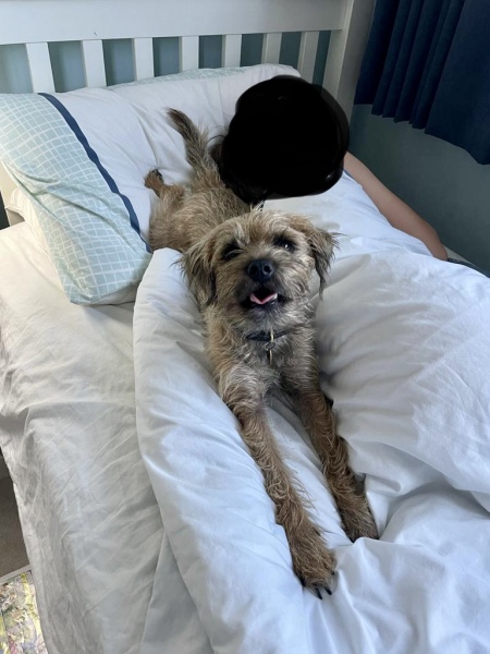 Best small dog breed for first timer 