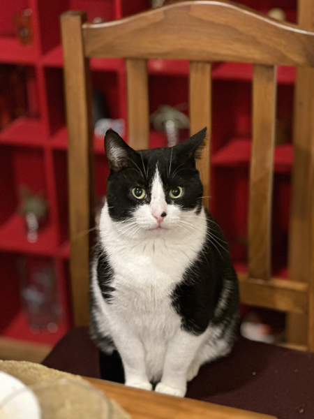 The Continuing Adventures of Cat Three