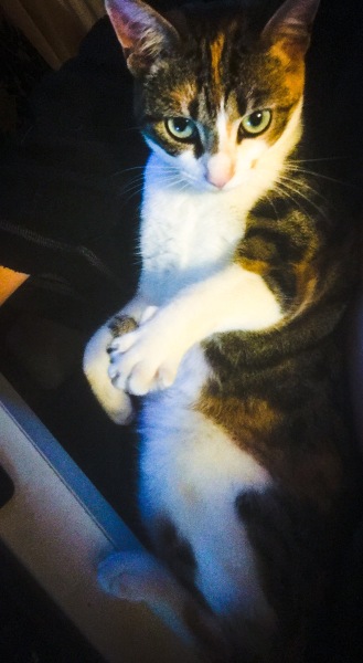 Sad to have to give kitten back to breeder