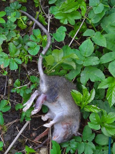 Rat in the hall *tw- photo within thread*