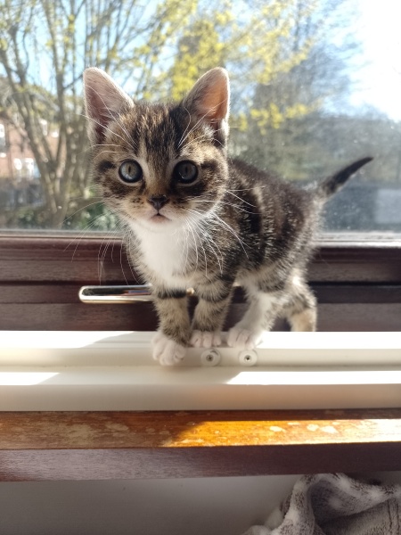 Sad to have to give kitten back to breeder