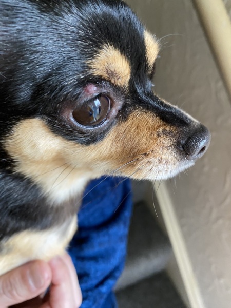 Does this look like a cyst? Photo attached