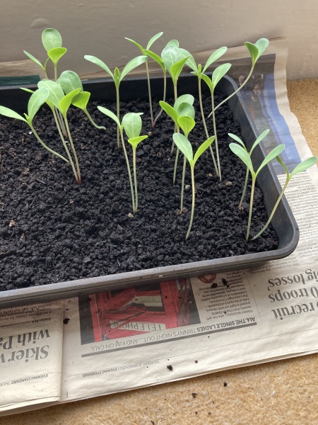 Leggy seedlings 