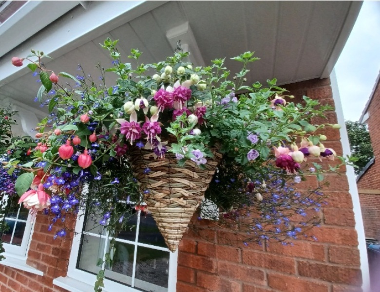 Impatience hanging basket help. 