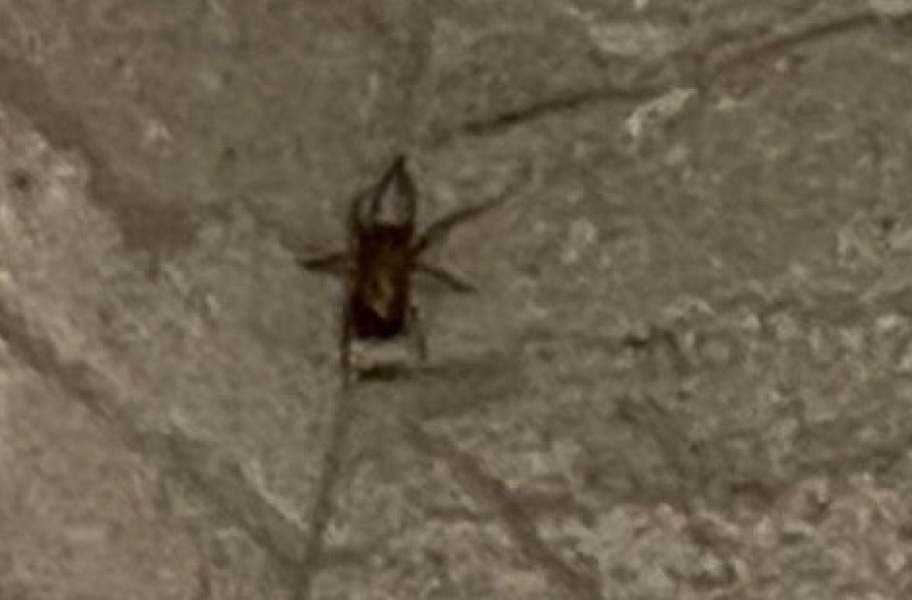 What spider is this?
