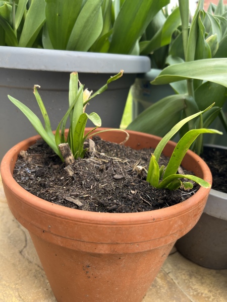 Would you be happy with these plants from crocus? 