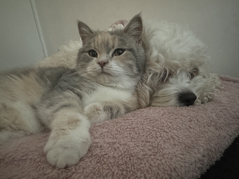 White cats, or any cats, really...