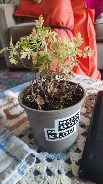 Plant ID please