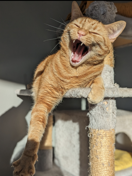 I told my cat a joke and this is how much she enjoyed it ...