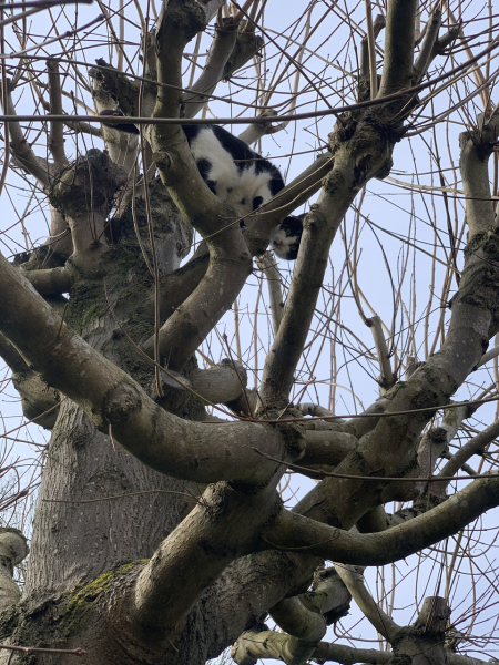 White cats, or any cats, really...