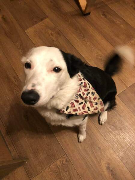 Can we share dog pictures?