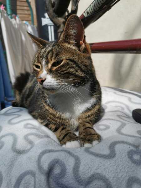 I told my cat a joke and this is how much she enjoyed it ...