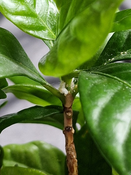 What is this on my coffee arabica plant?