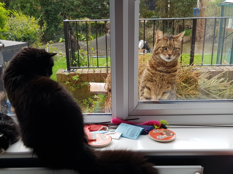 Thug cat part 5 - For he will not do destruction, if he is well-fed, neither will he spit without provocation.