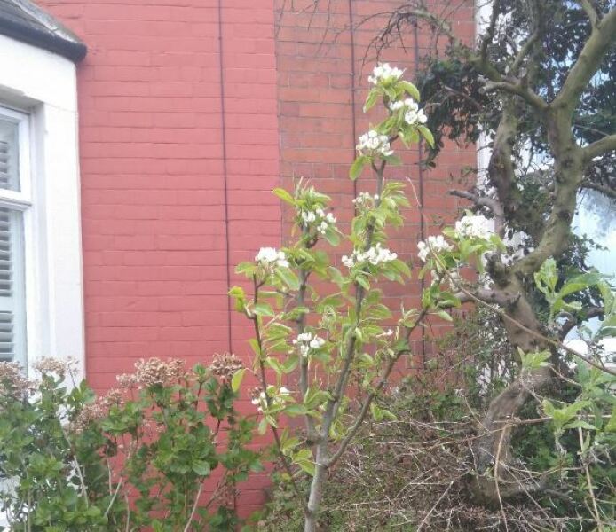 Thread 7 - TalkLair: “In fact it’s an oblate spheroid”