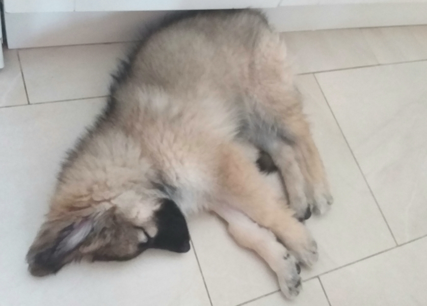 Pup help again!