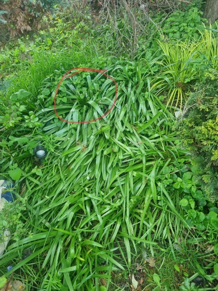 Please help me ID this plant